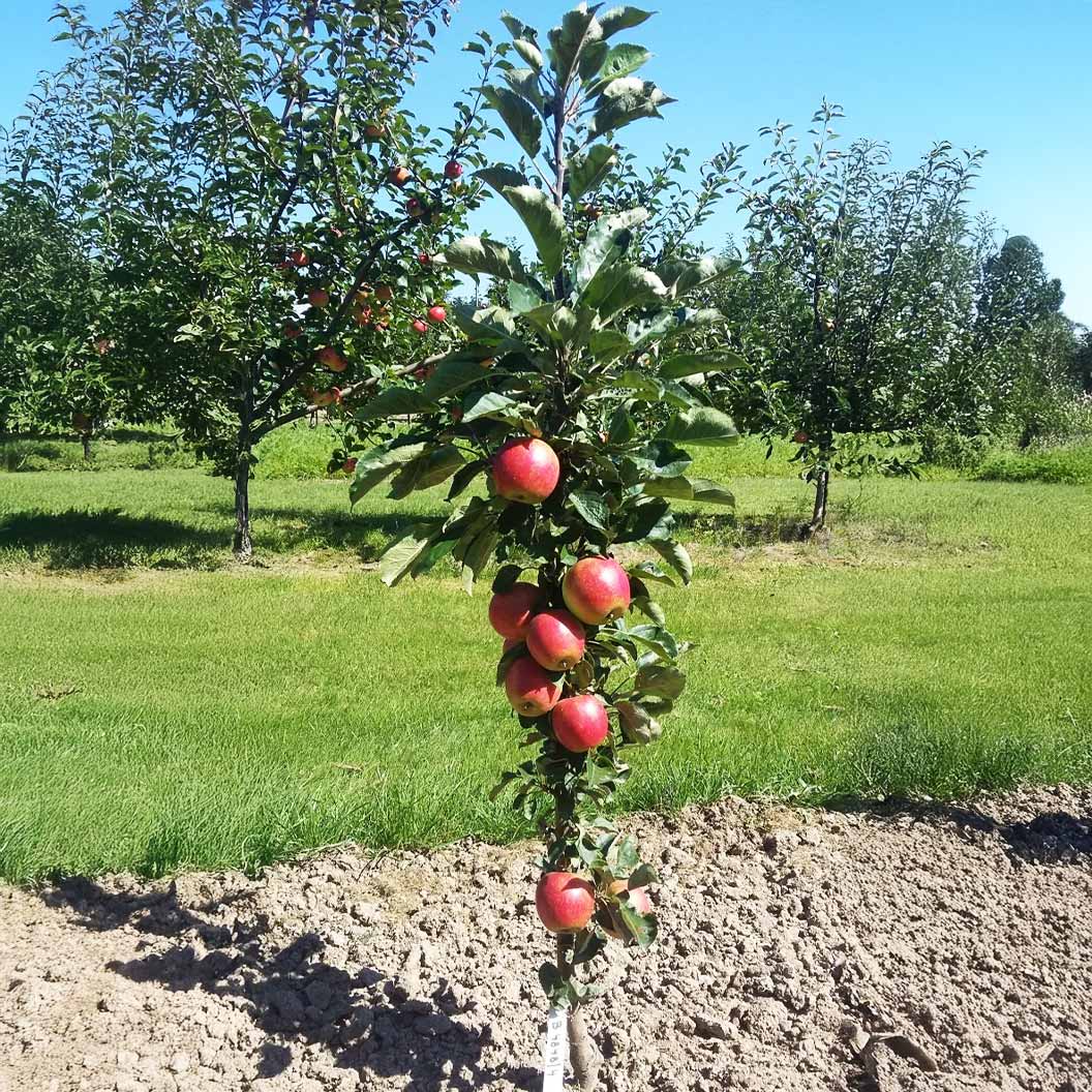 Fruit Snacks® Sweet Treat™ Columnar Apple Tree - Image 2