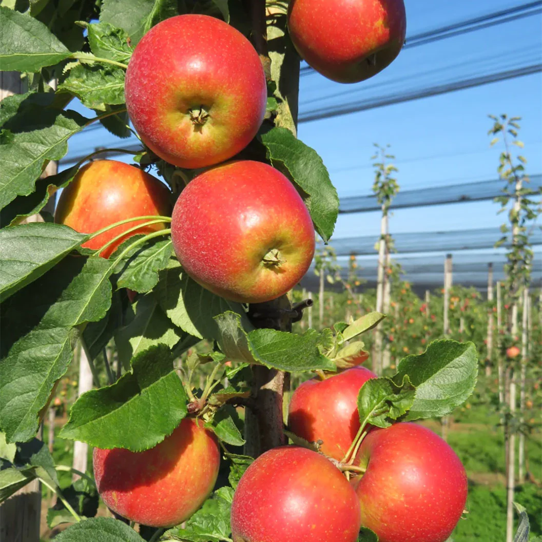 Fruit Snacks® Sweet Treat™ Columnar Apple Tree - Image 3