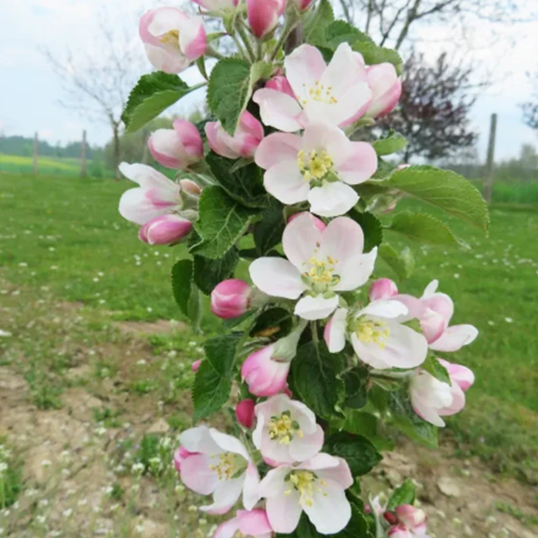 Fruit Snacks® Sweet Treat™ Columnar Apple Tree - Image 4