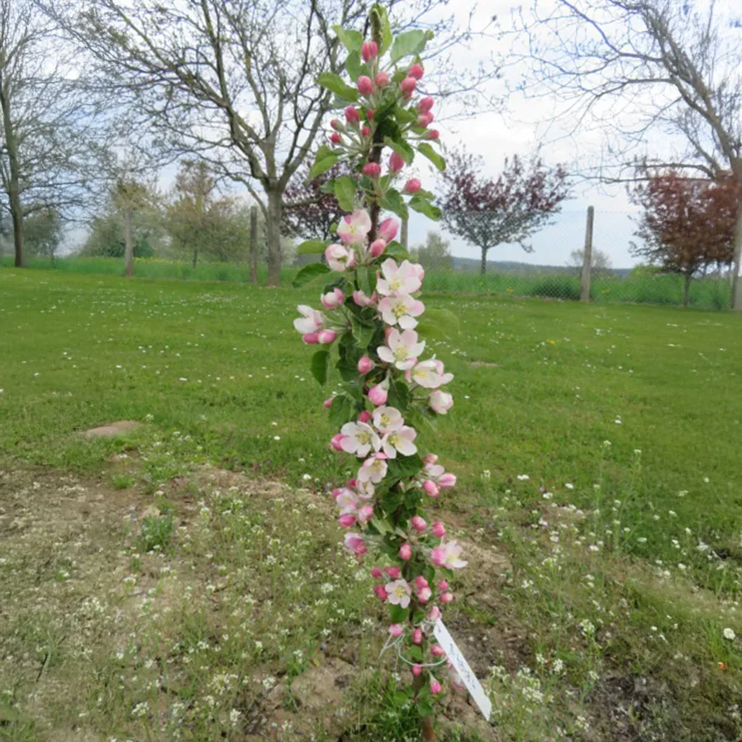 Fruit Snacks® Sweet Treat™ Columnar Apple Tree - Image 5