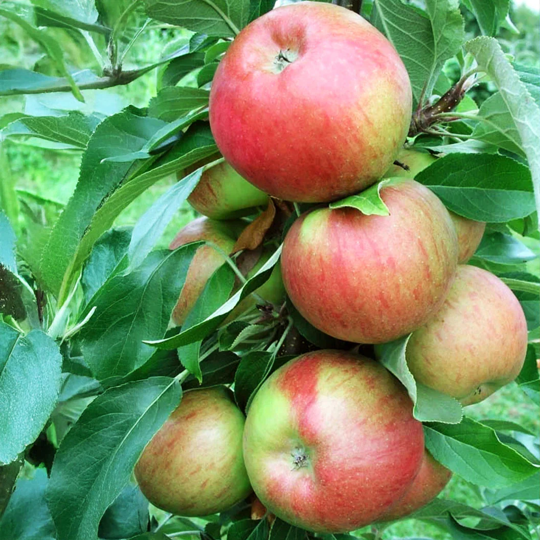 Fruit Snacks® Sweet Treat™ Columnar Apple Tree - Image 6