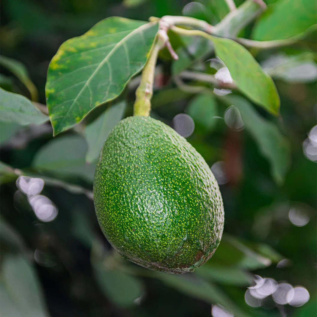 Fuerte Avocado Tree - Image 3