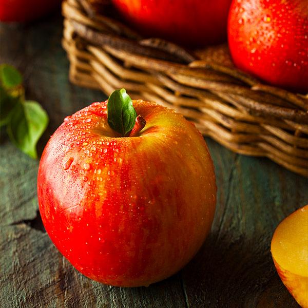 Fuji Apple Tree