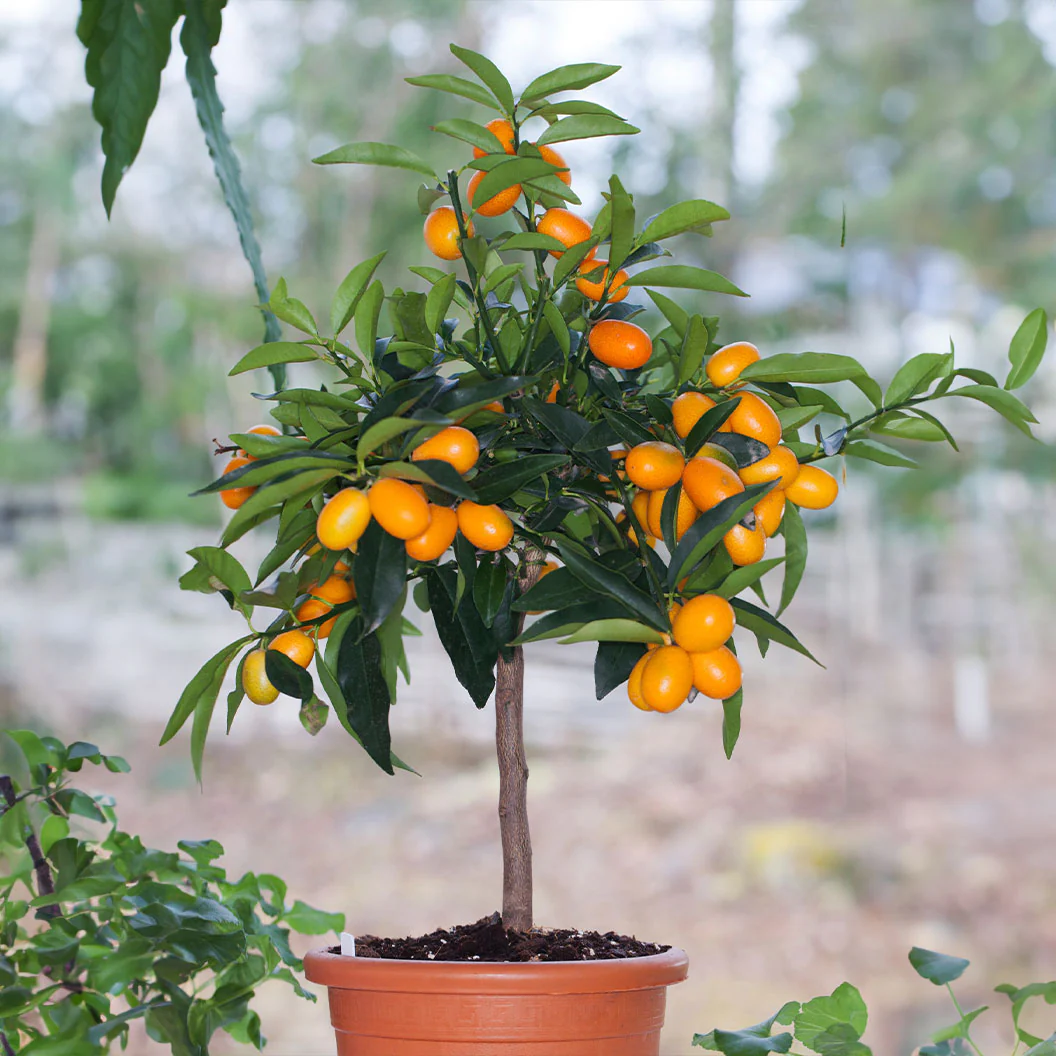 Fukushu Kumquat Tree - Image 2