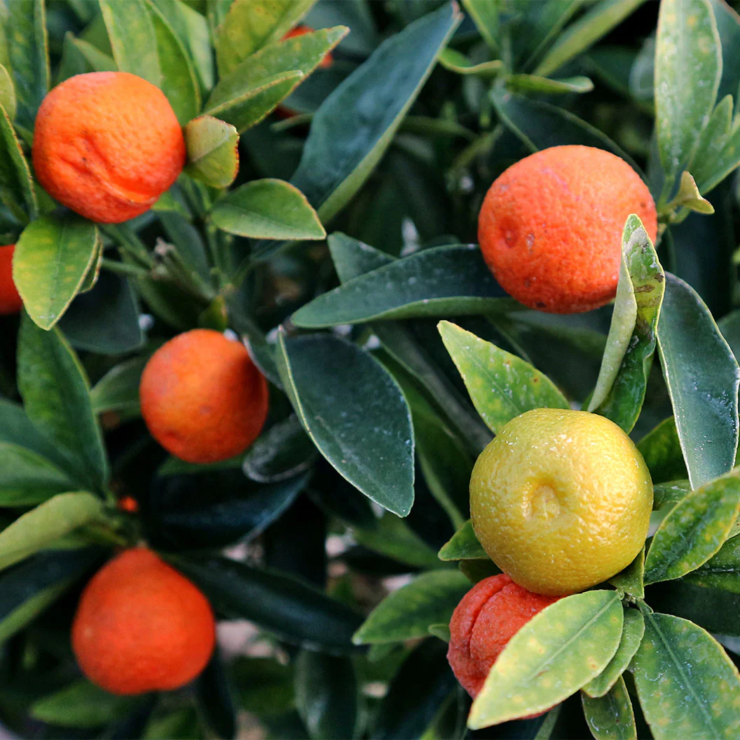Fukushu Kumquat Tree - Image 3