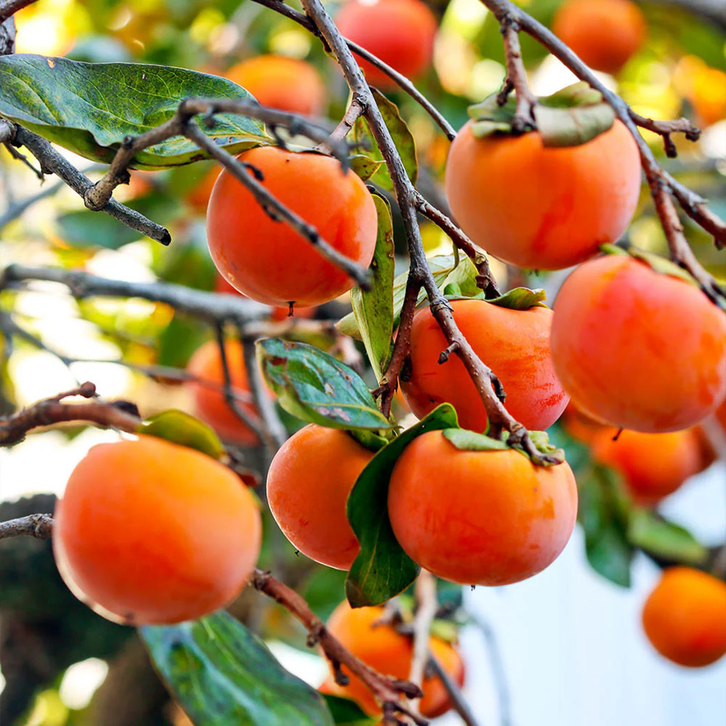 Fuyu Persimmon Tree - Image 2