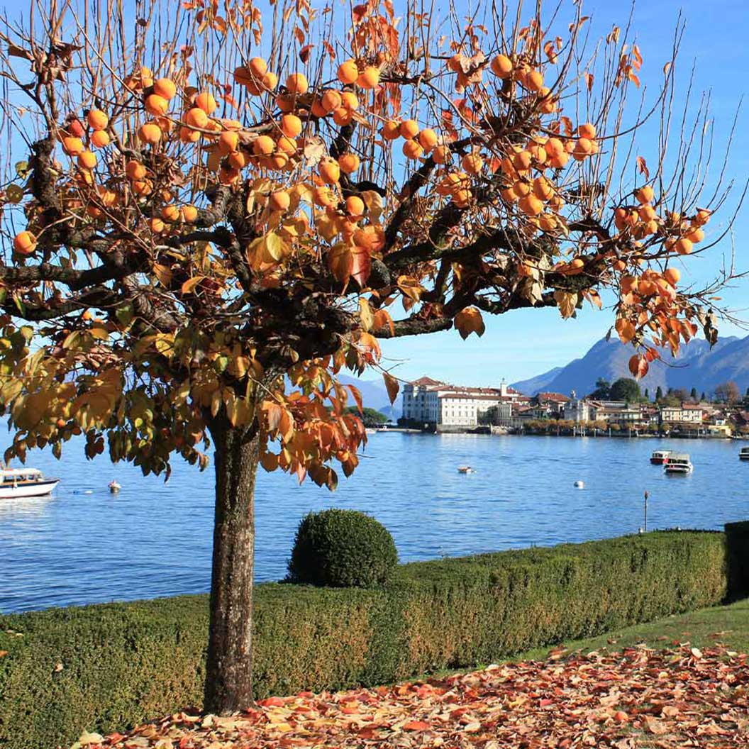 Fuyu Persimmon Tree - Image 3