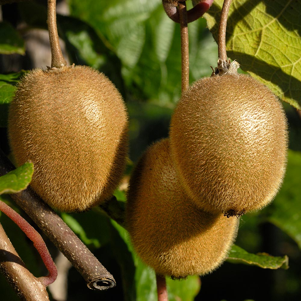 2-in-1 Fuzzy Kiwi Vine - Image 3