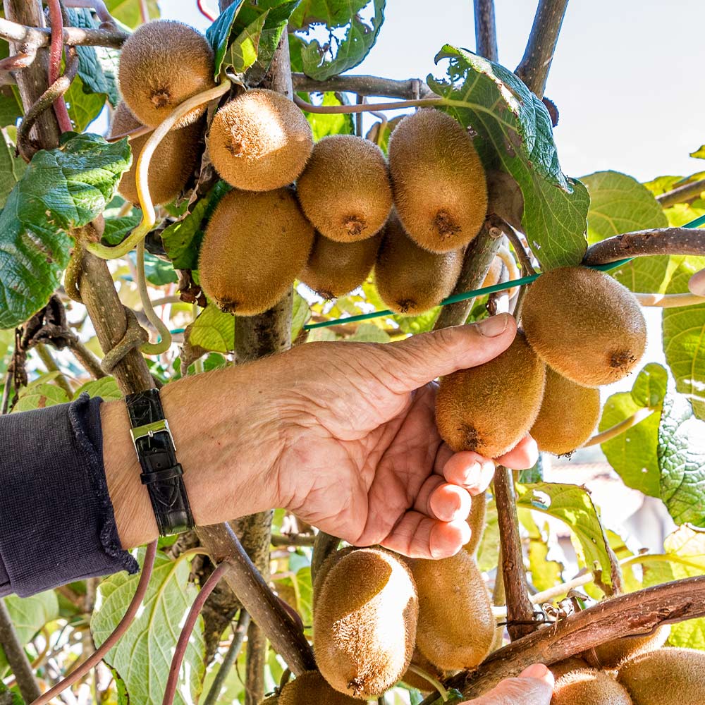 2-in-1 Fuzzy Kiwi Vine - Image 4