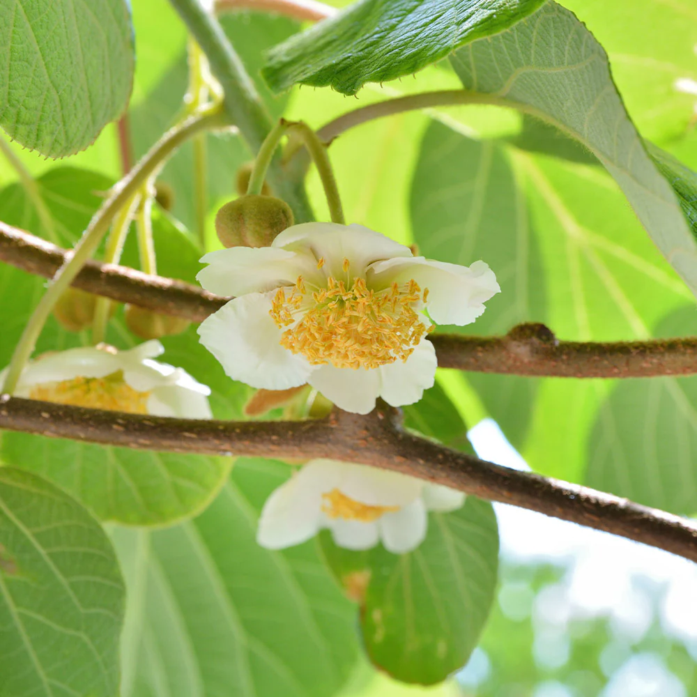 2-in-1 Fuzzy Kiwi Vine - Image 6