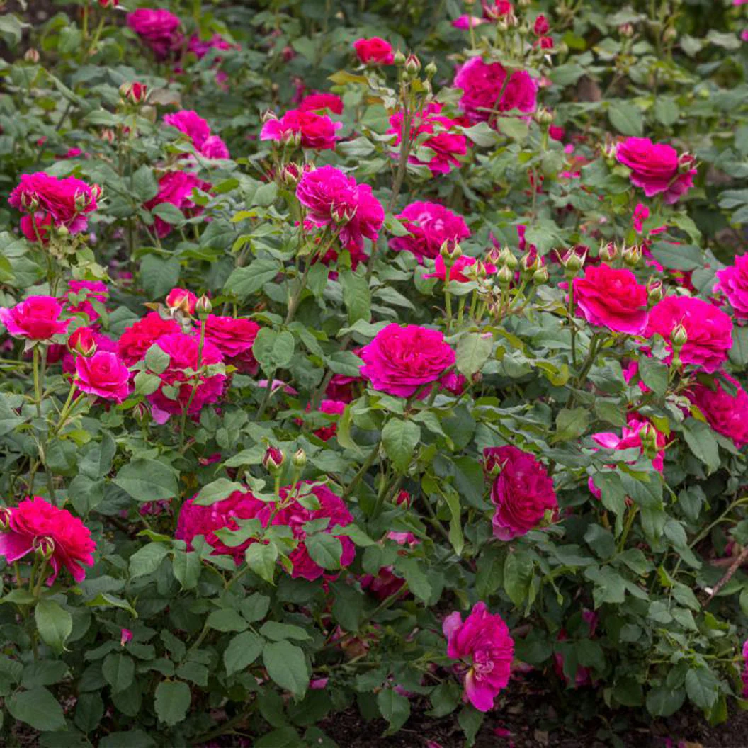 David Austin® Gabriel Oak™ Rose Shrub - Image 3