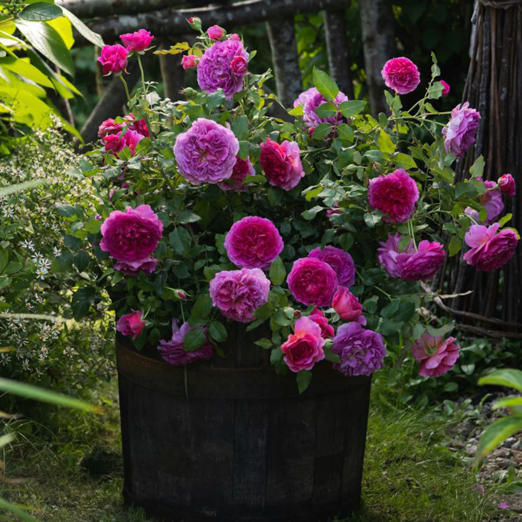 David Austin® Gabriel Oak™ Rose Shrub - Image 4