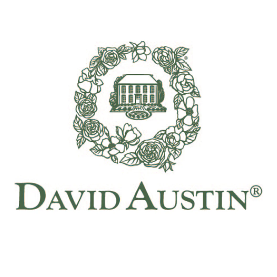 David Austin® Gabriel Oak™ Rose Shrub - Image 5