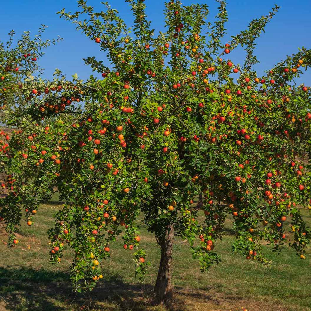 Gala Apple Tree - Image 3