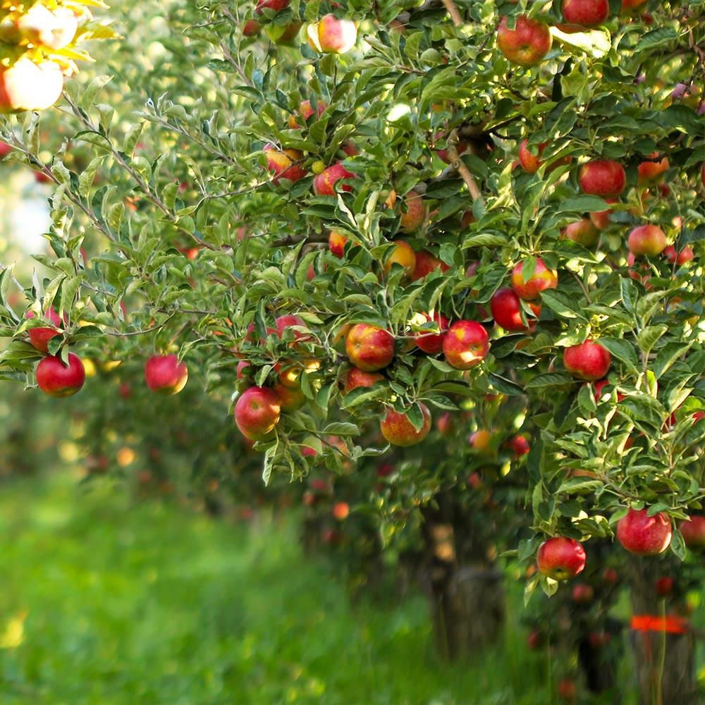 Gala Apple Tree - Image 4