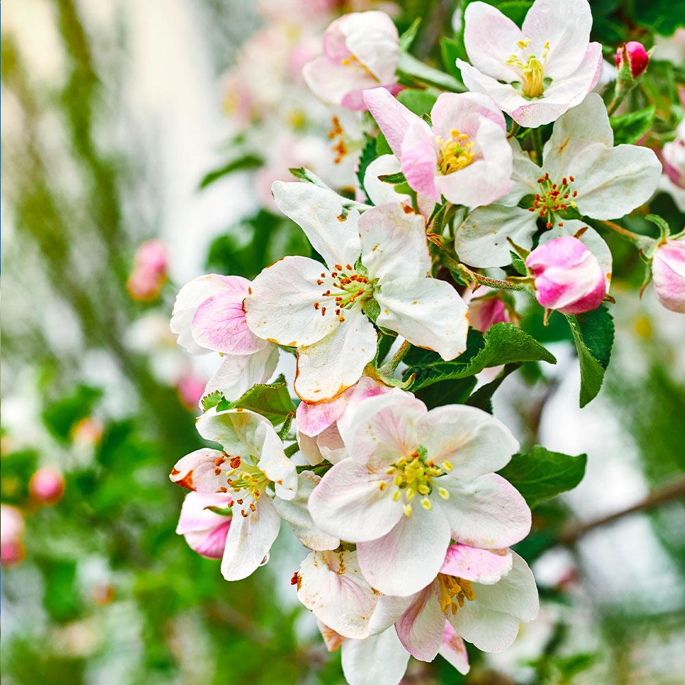 Gala Apple Tree - Image 5