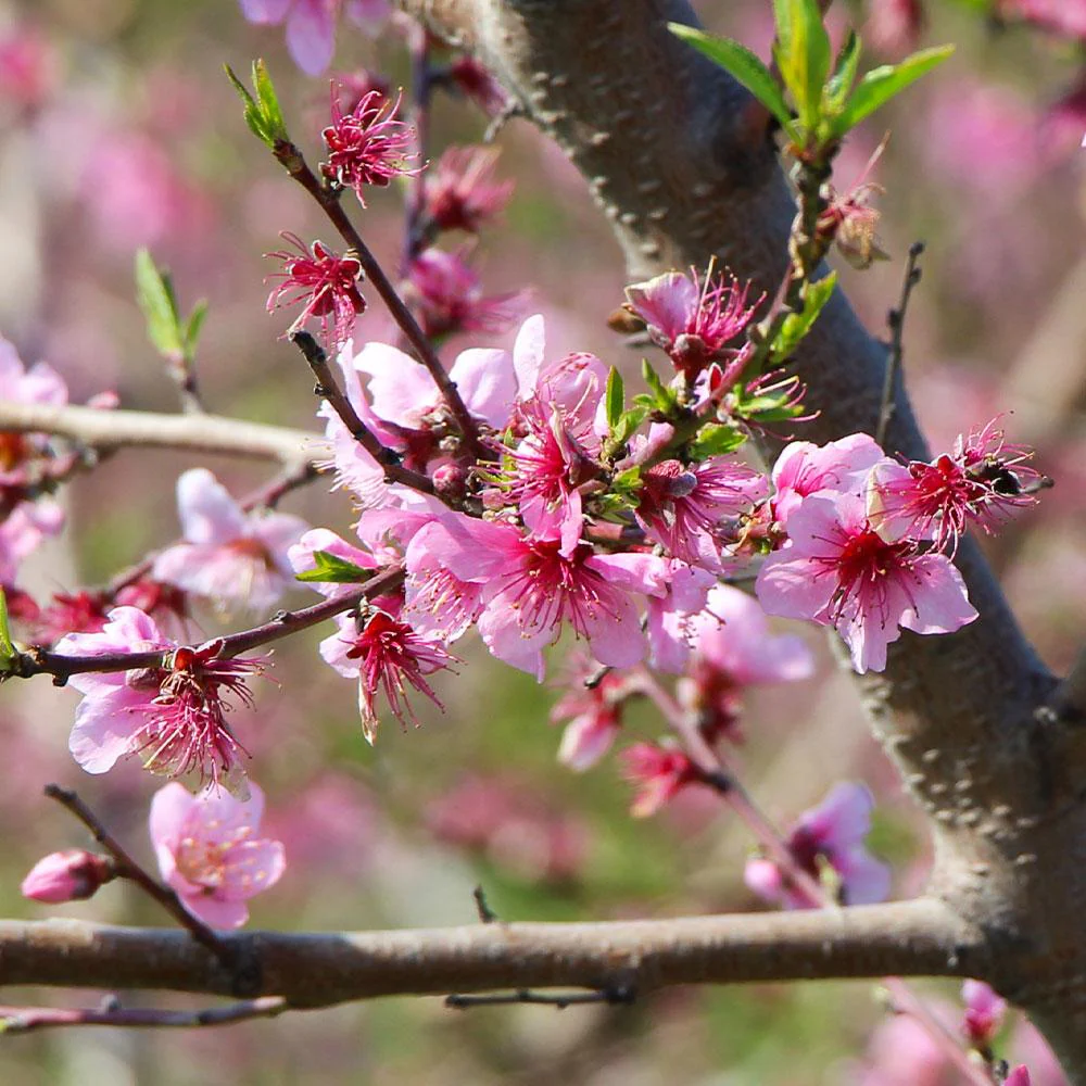 Galaxy Peach Tree - Image 6