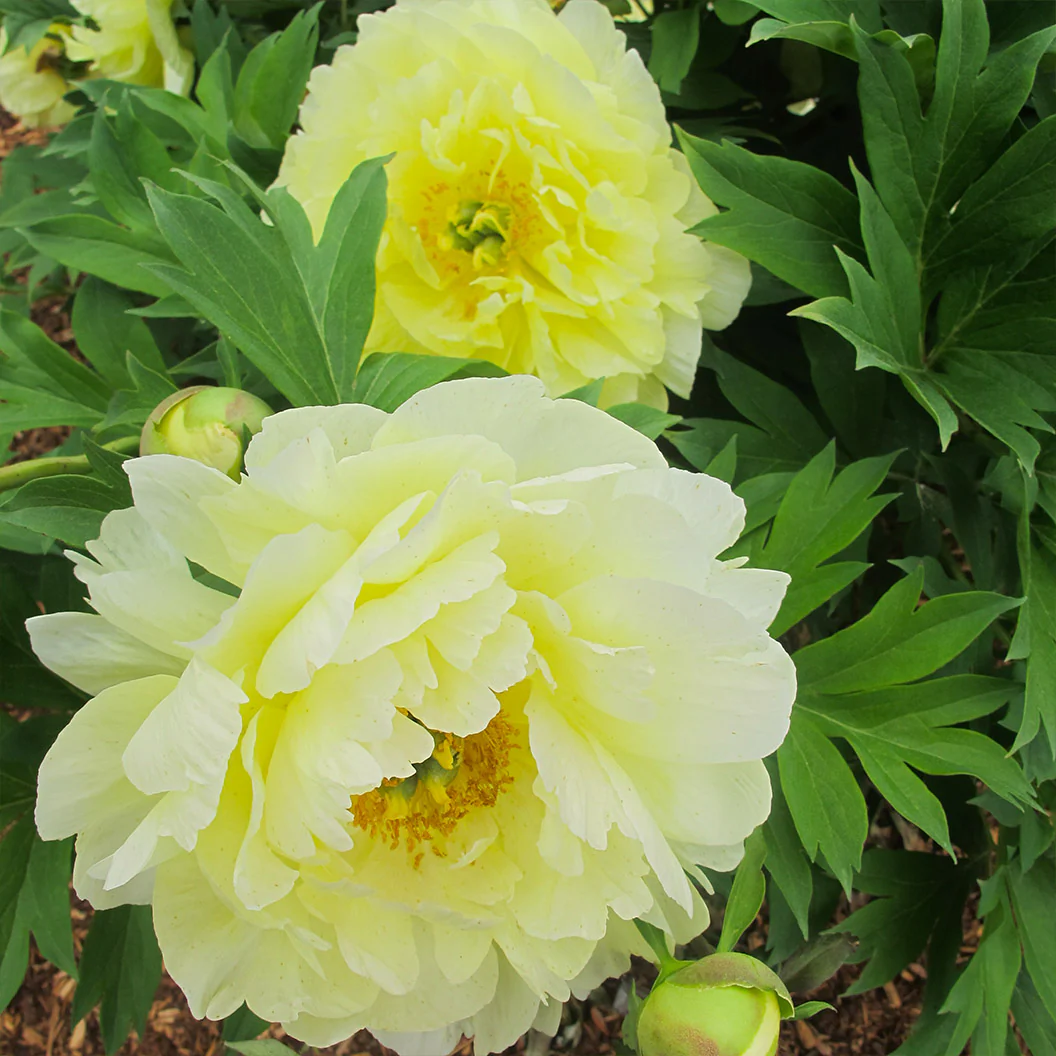 Garden Candy® Amy Jo Itoh Peony Plant - Image 2