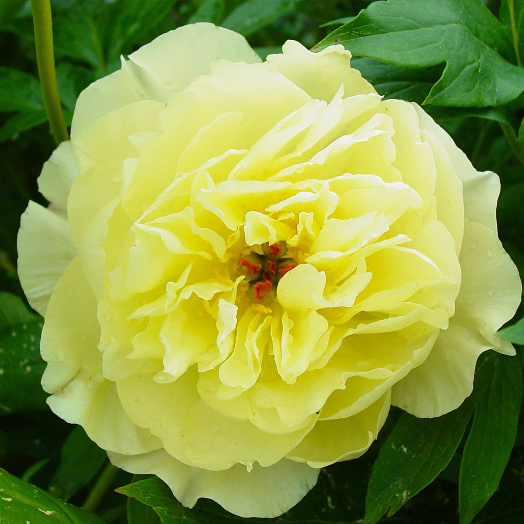 Garden Candy® Amy Jo Itoh Peony Plant - Image 3