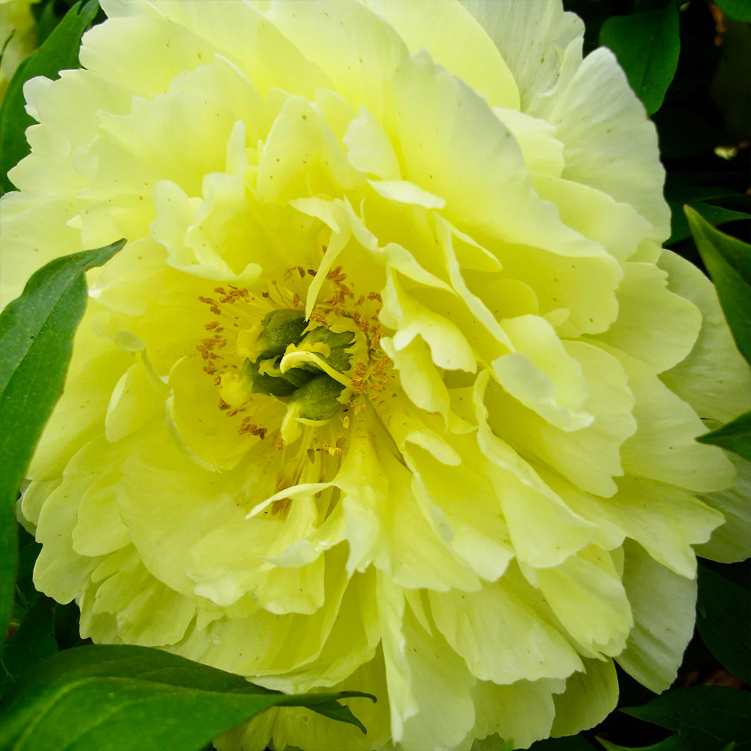 Garden Candy® Amy Jo Itoh Peony Plant - Image 4