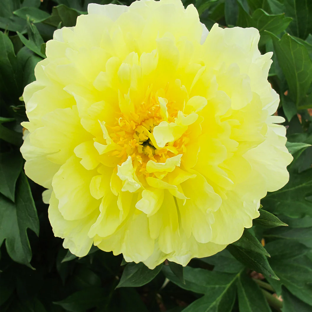 Garden Candy® Amy Jo Itoh Peony Plant - Image 5