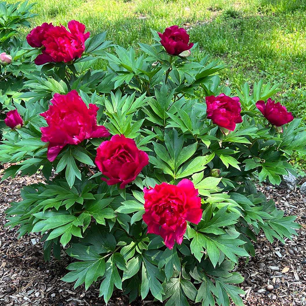Garden Candy® Candy Apple Itoh Peony Bush - Image 2
