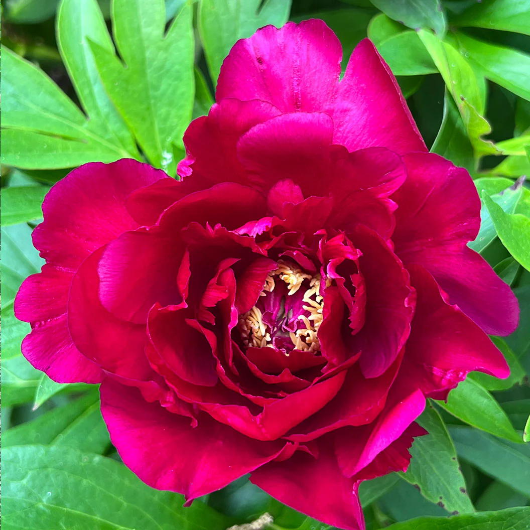 Garden Candy® Candy Apple Itoh Peony Bush - Image 3