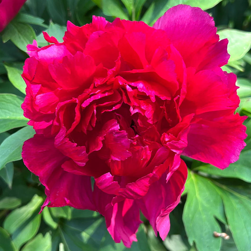 Garden Candy® Candy Apple Itoh Peony Bush - Image 4