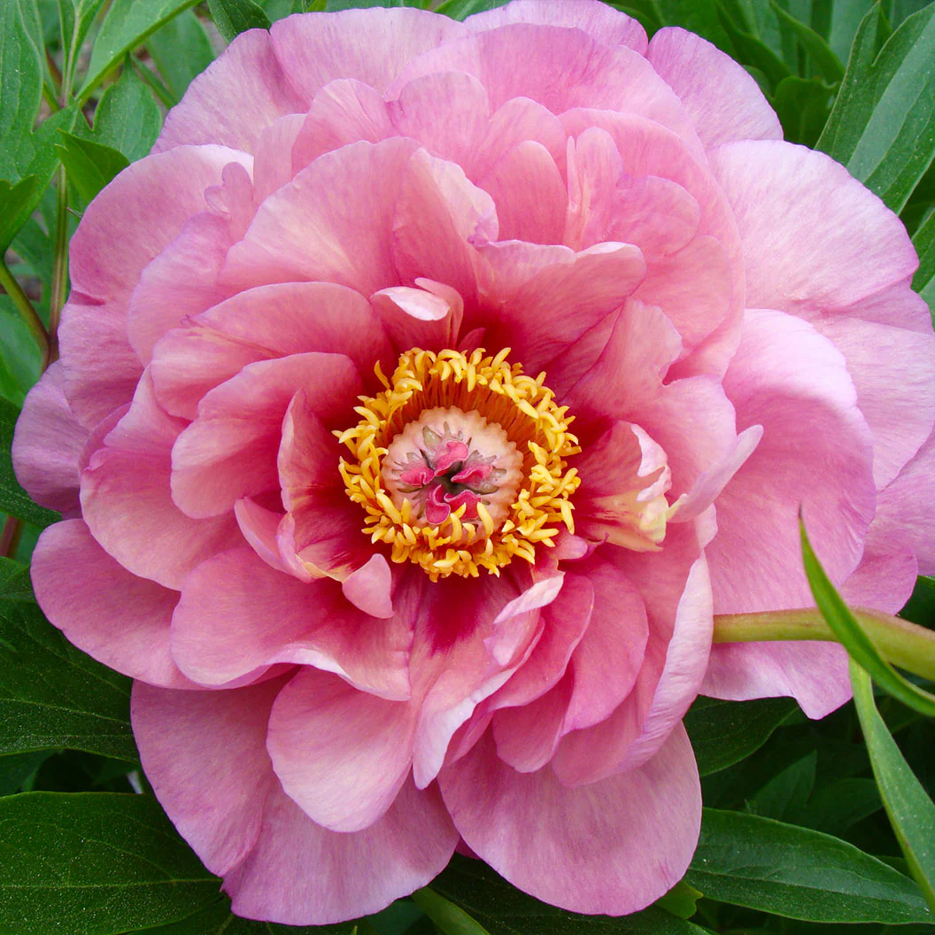 Garden Candy® Double Bubble Pink™ Itoh Peony Plant - Image 3