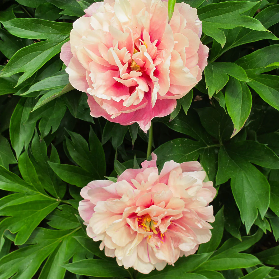 Garden Candy® Double Bubble Pink™ Itoh Peony Plant - Image 4