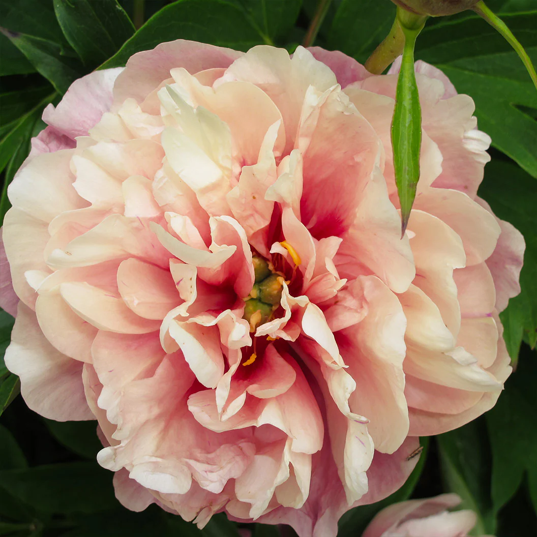Garden Candy® Double Bubble Pink™ Itoh Peony Plant - Image 5