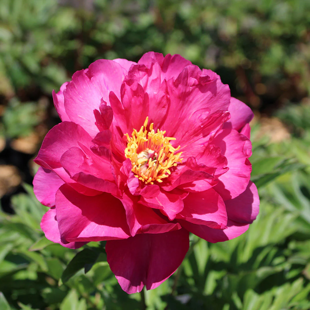 Garden Candy® Hot Tamale™ Itoh Peony Shrub - Image 2
