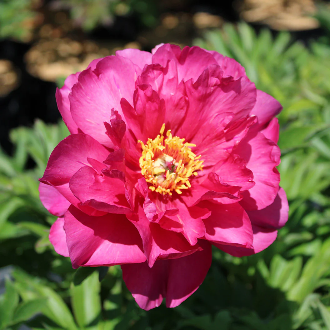 Garden Candy® Hot Tamale™ Itoh Peony Shrub - Image 3