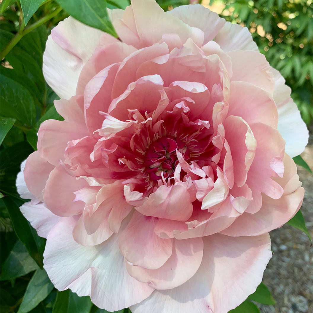Garden Candy® Lacey Ryan™ Itoh Peony Shrub - Image 2
