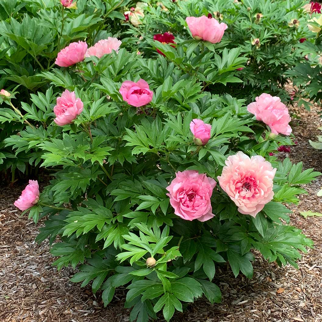 Garden Candy® Lacey Ryan™ Itoh Peony Shrub - Image 3