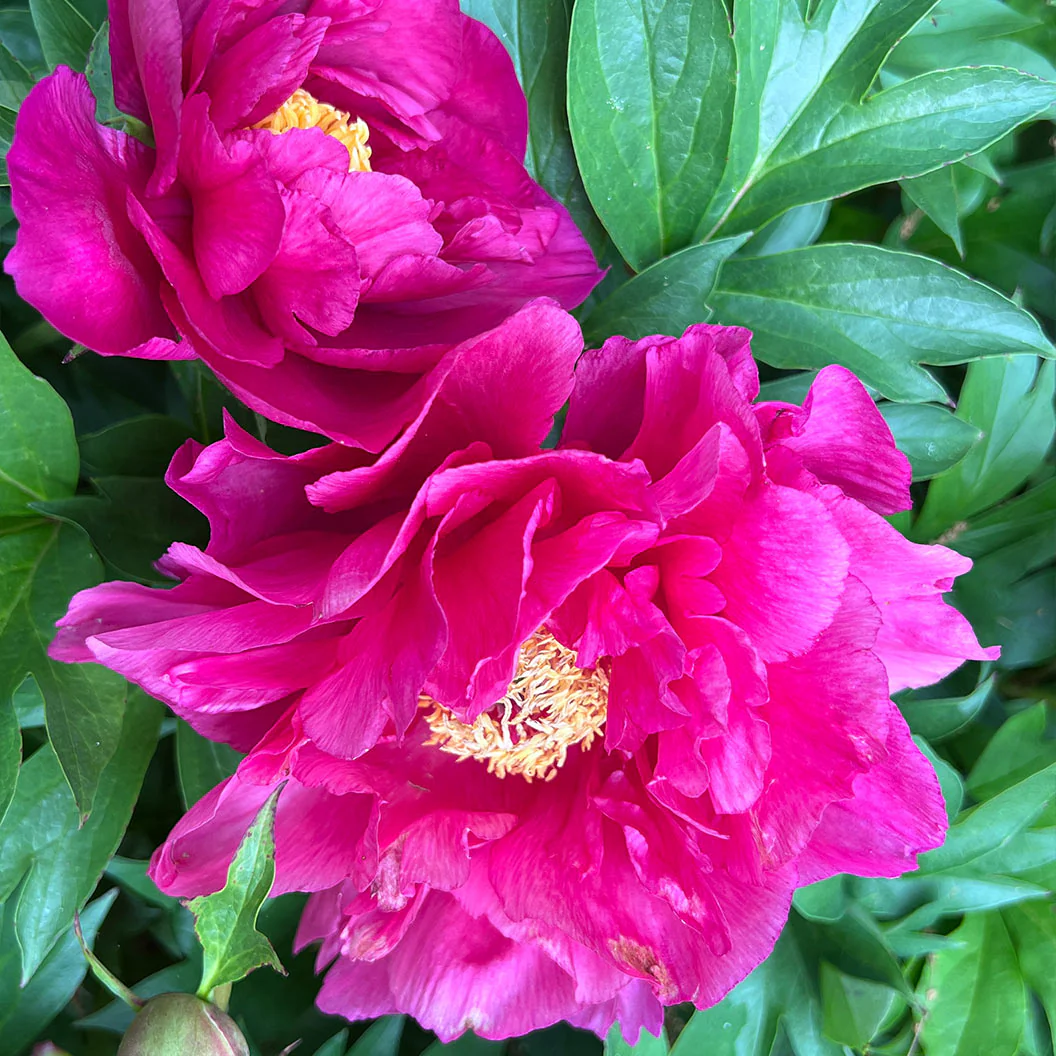 Garden Candy® Noa Jolie™ Itoh Peony Plant - Image 2