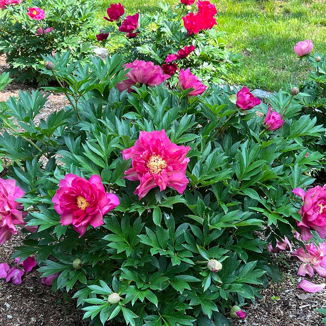 Garden Candy® Noa Jolie™ Itoh Peony Plant - Image 3