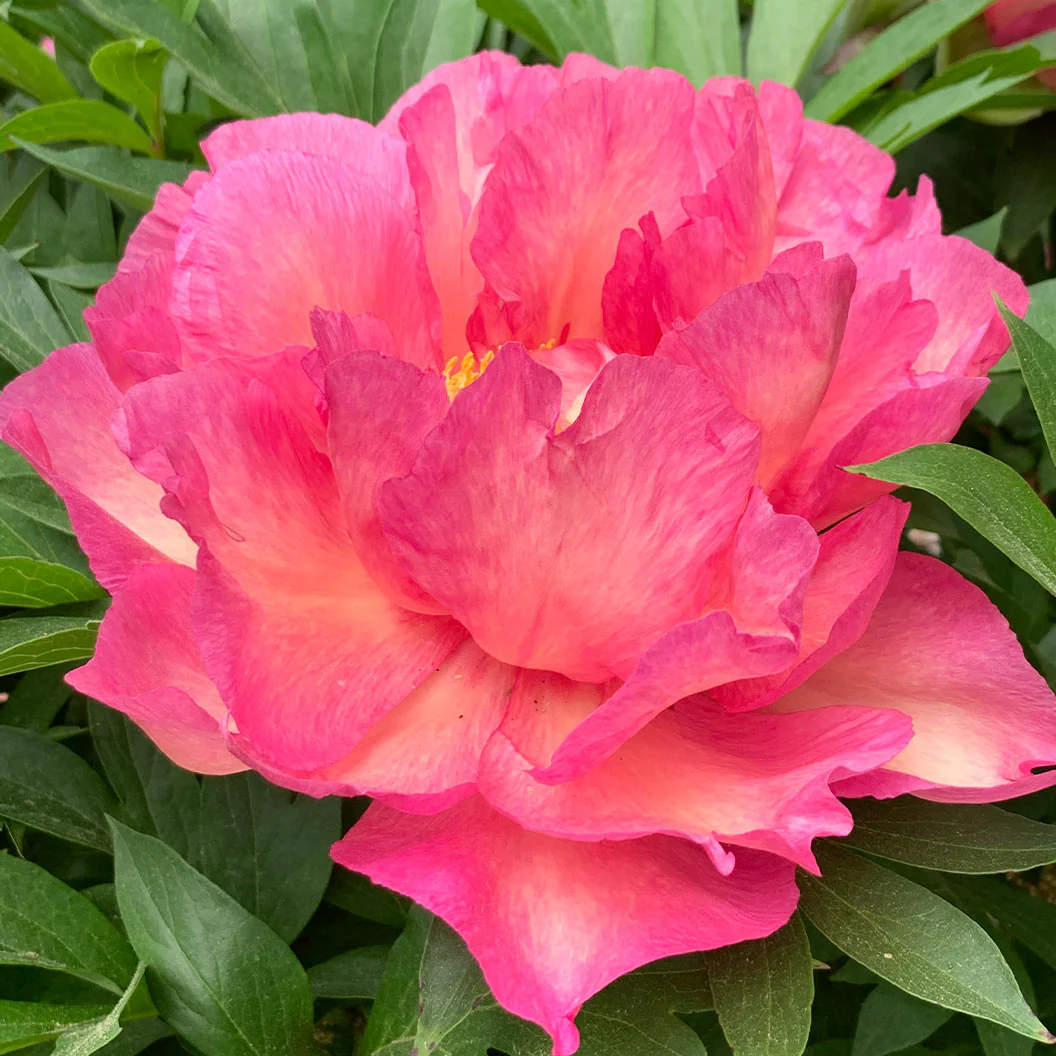 Garden Candy® Noa Jolie™ Itoh Peony Plant - Image 4