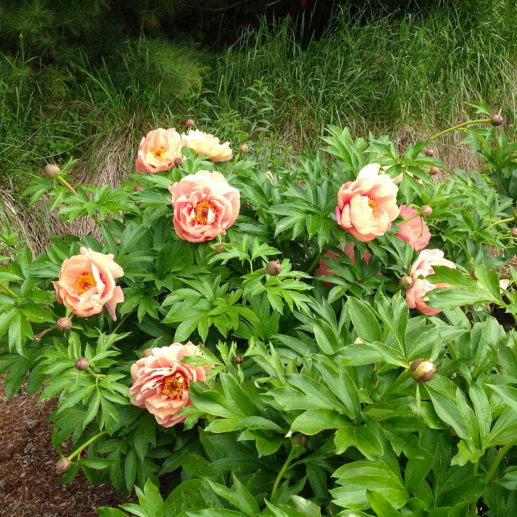Garden Candy® Peach A Licious™ Itoh Peony Plant - Image 2
