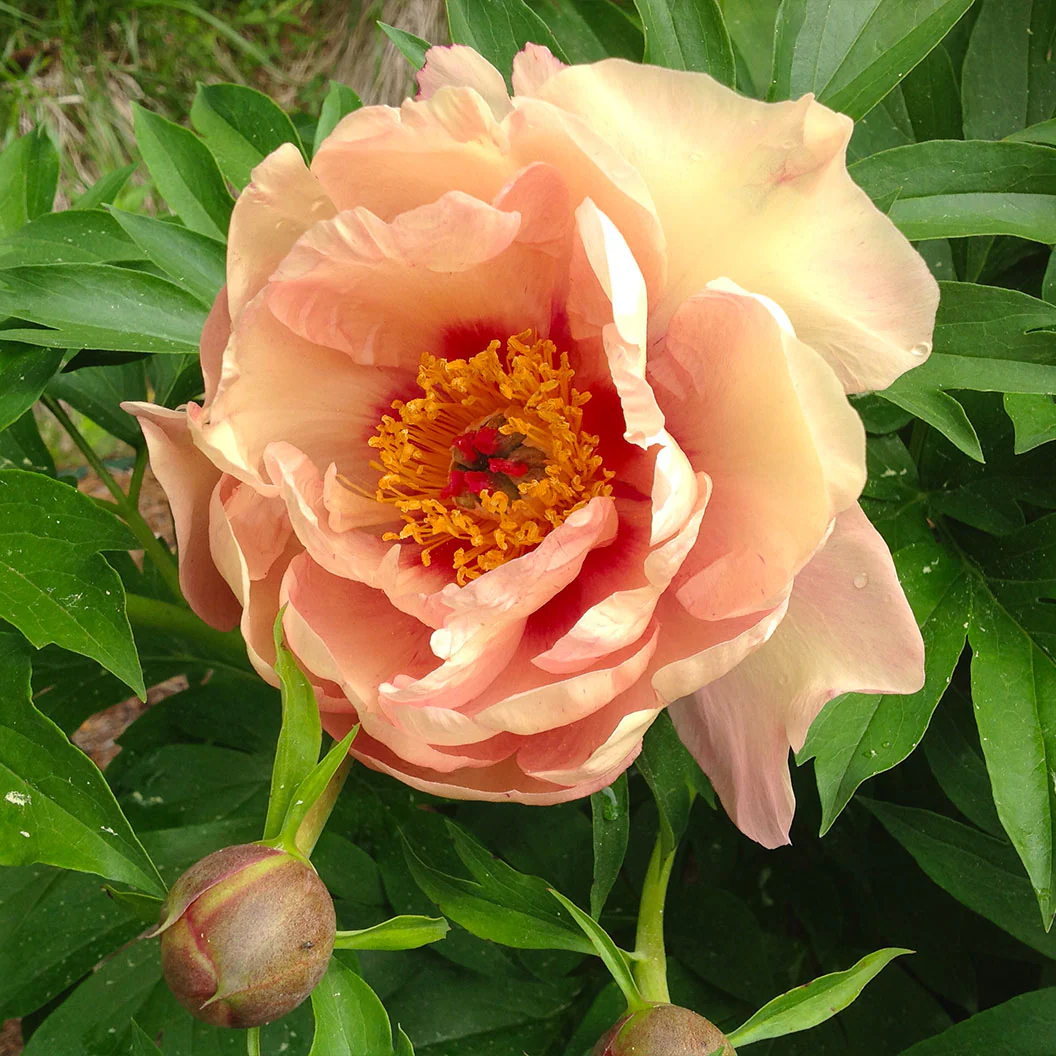 Garden Candy® Peach A Licious™ Itoh Peony Plant - Image 3