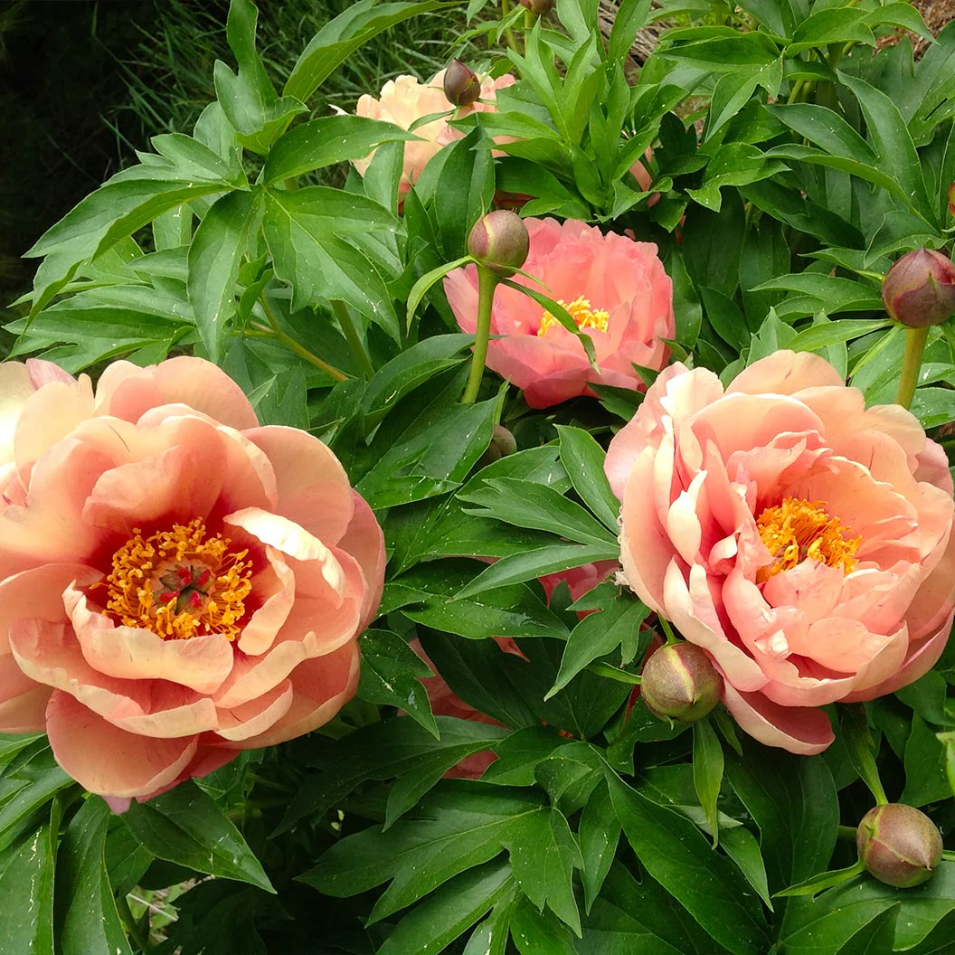 Garden Candy® Peach A Licious™ Itoh Peony Plant - Image 4