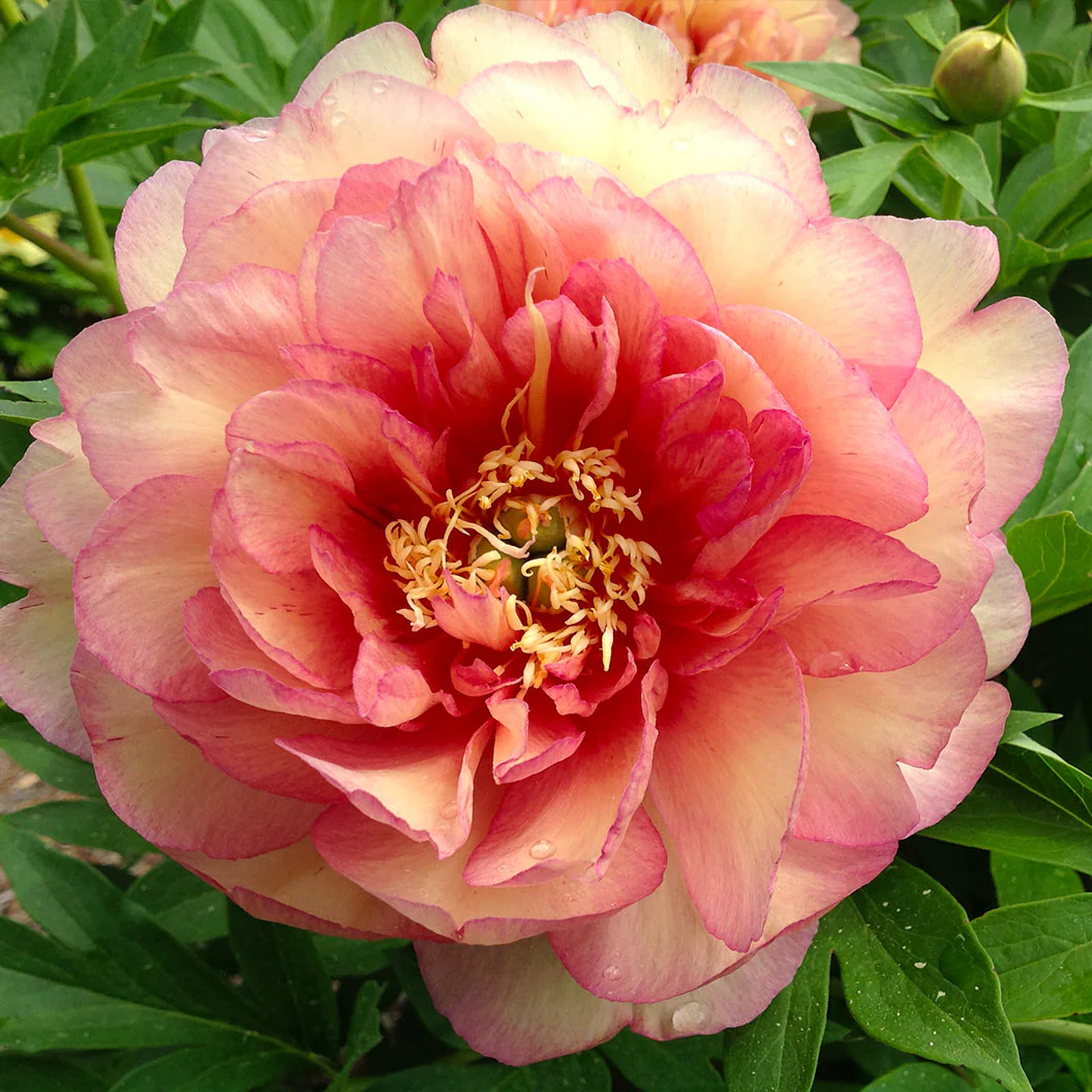 Garden Candy® Simply Scrumptious™ Itoh Peony Plant - Image 2