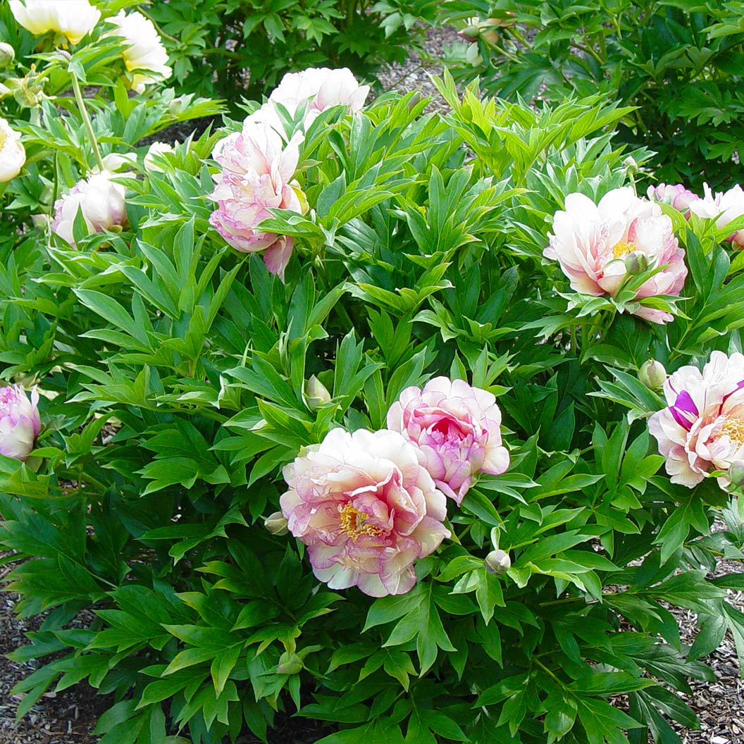 Garden Candy® Simply Scrumptious™ Itoh Peony Plant - Image 3