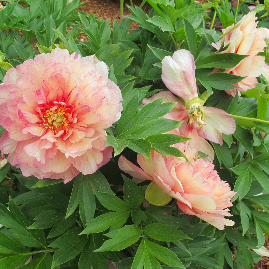 Garden Candy® Simply Scrumptious™ Itoh Peony Plant - Image 4