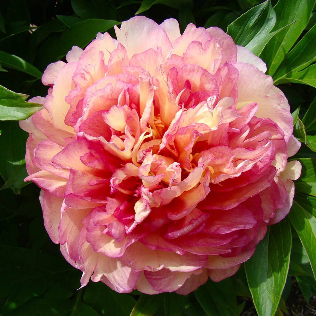 Garden Candy® Simply Scrumptious™ Itoh Peony Plant - Image 5