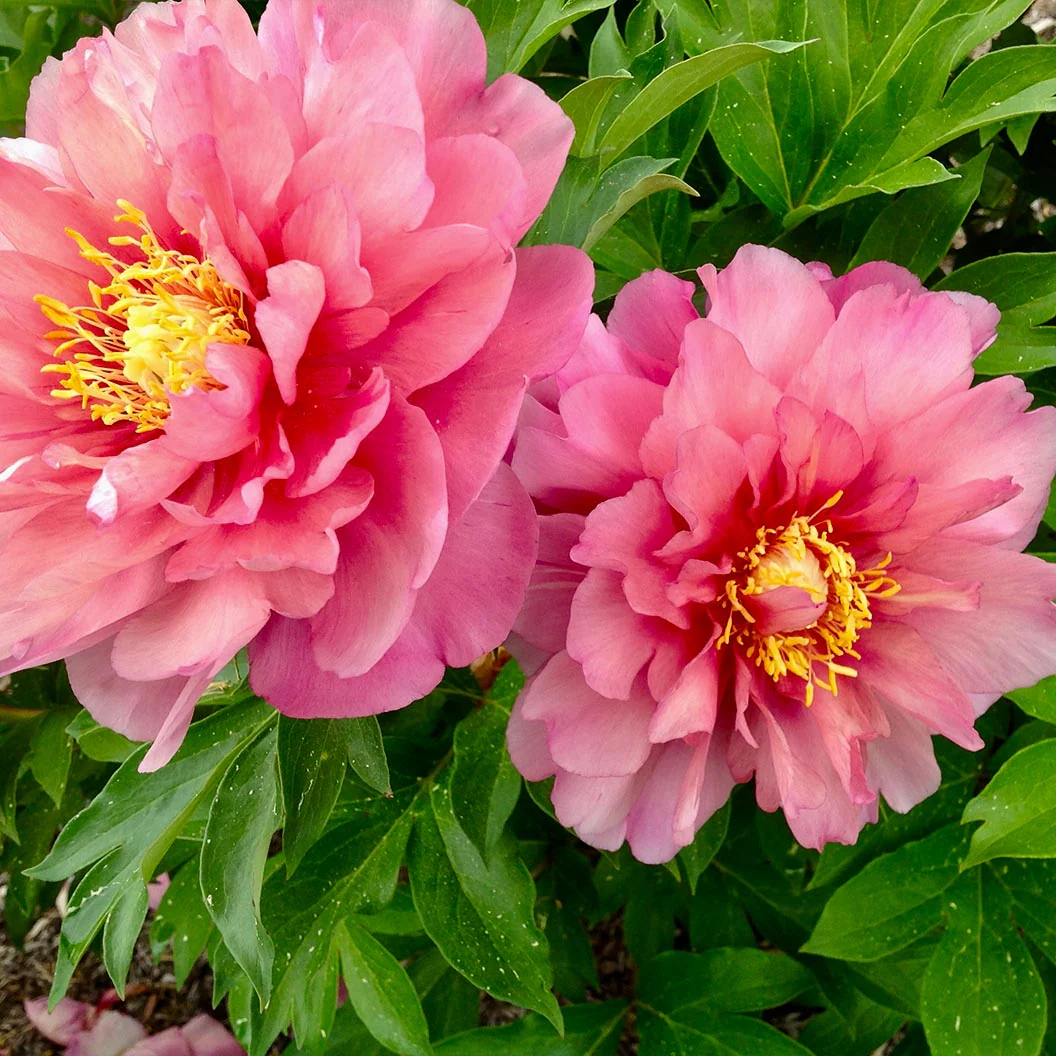 Garden Candy® Strawberry Swirl™ Itoh Peony Plant - Image 2