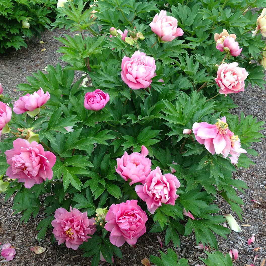 Garden Candy® Strawberry Swirl™ Itoh Peony Plant - Image 3