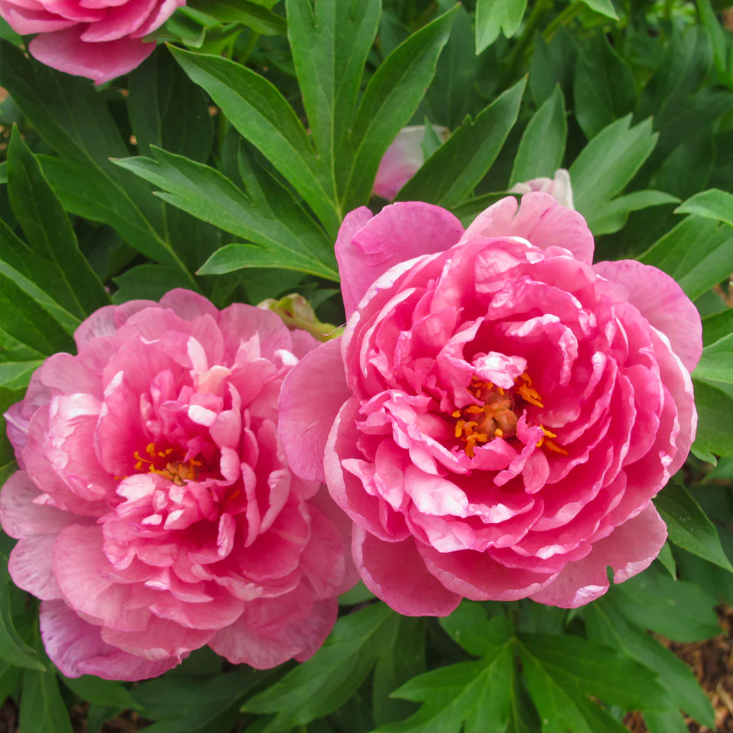 Garden Candy® Strawberry Swirl™ Itoh Peony Plant - Image 4