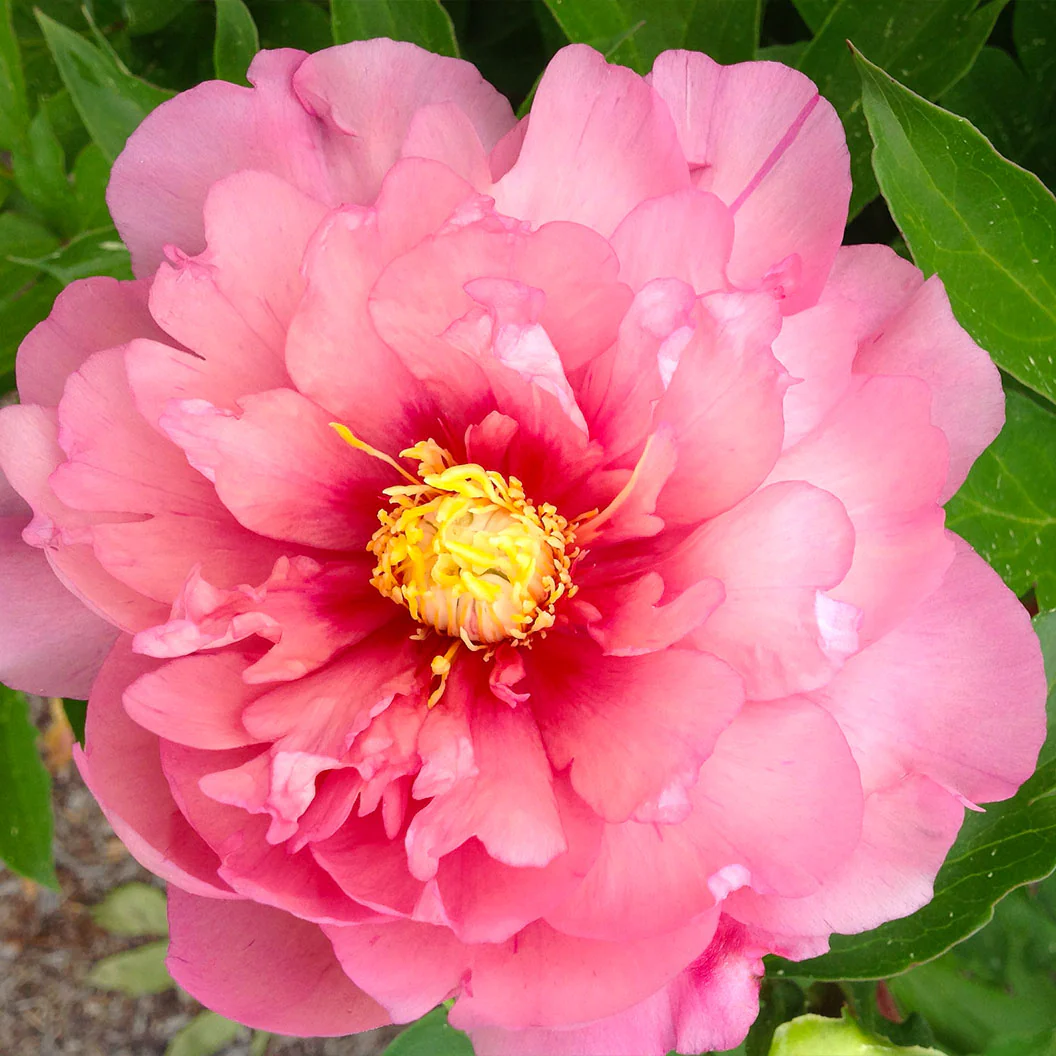 Garden Candy® Strawberry Swirl™ Itoh Peony Plant - Image 5