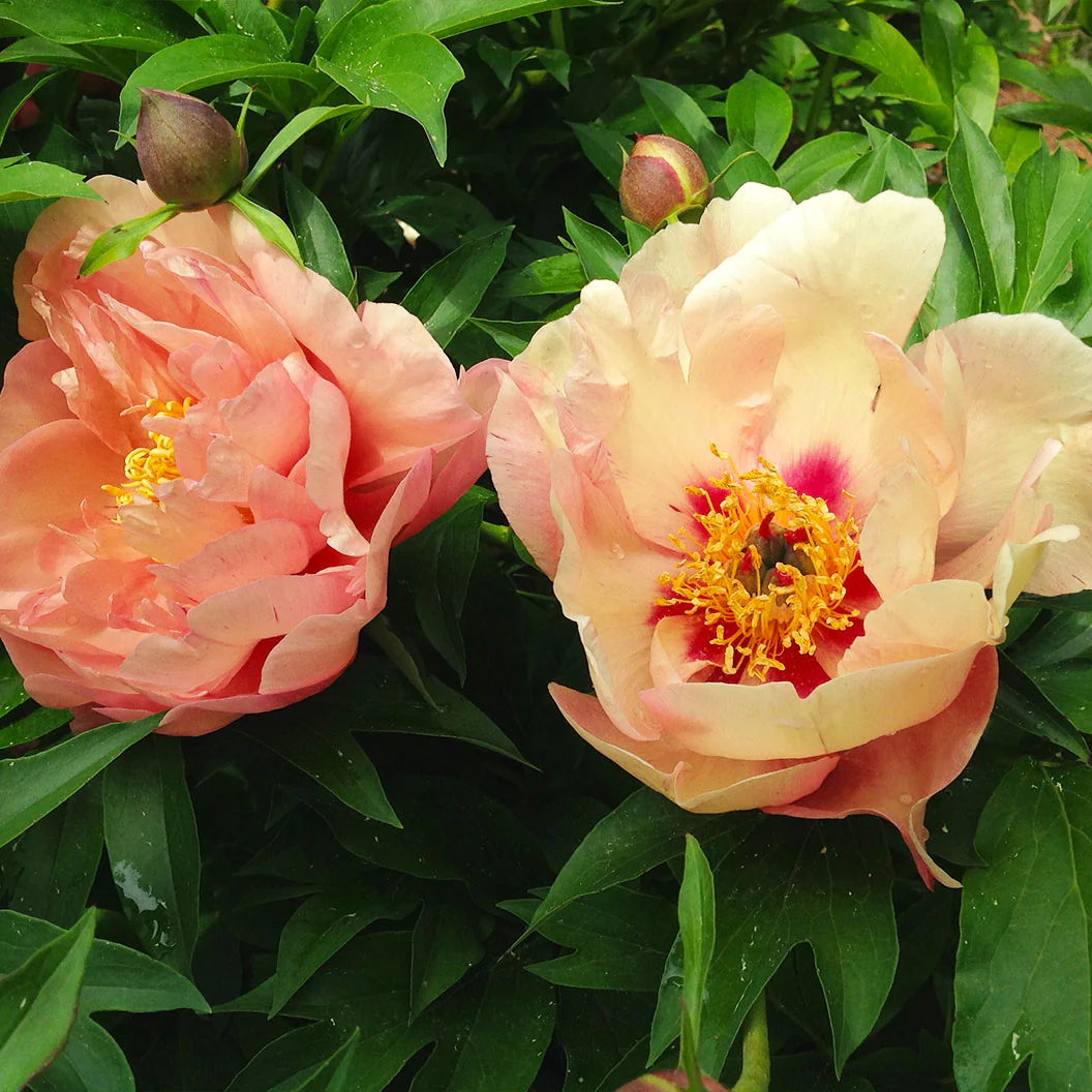 Garden Candy® Summer Sunset™ Itoh Peony Plant - Image 3